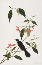 Booring Janke-chee Gutah, aus Zeichnungen von Vögeln aus Malakka, ca. 1805-18